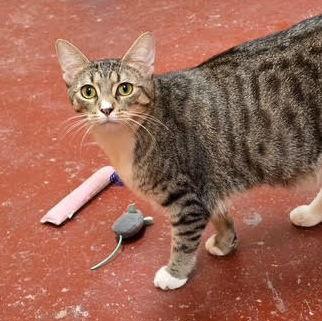 Shishito, a Adoptable Tabby in Stone Mountain, GA image 2/3