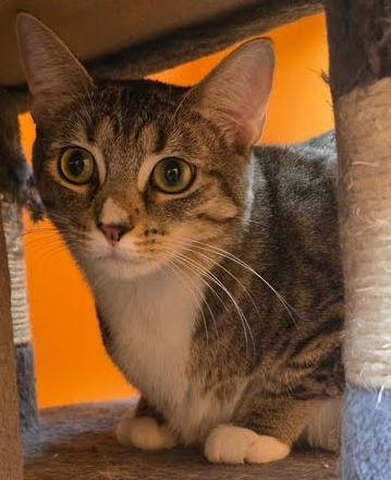 Shishito, a Adoptable Tabby in Stone Mountain, GA image 3/3