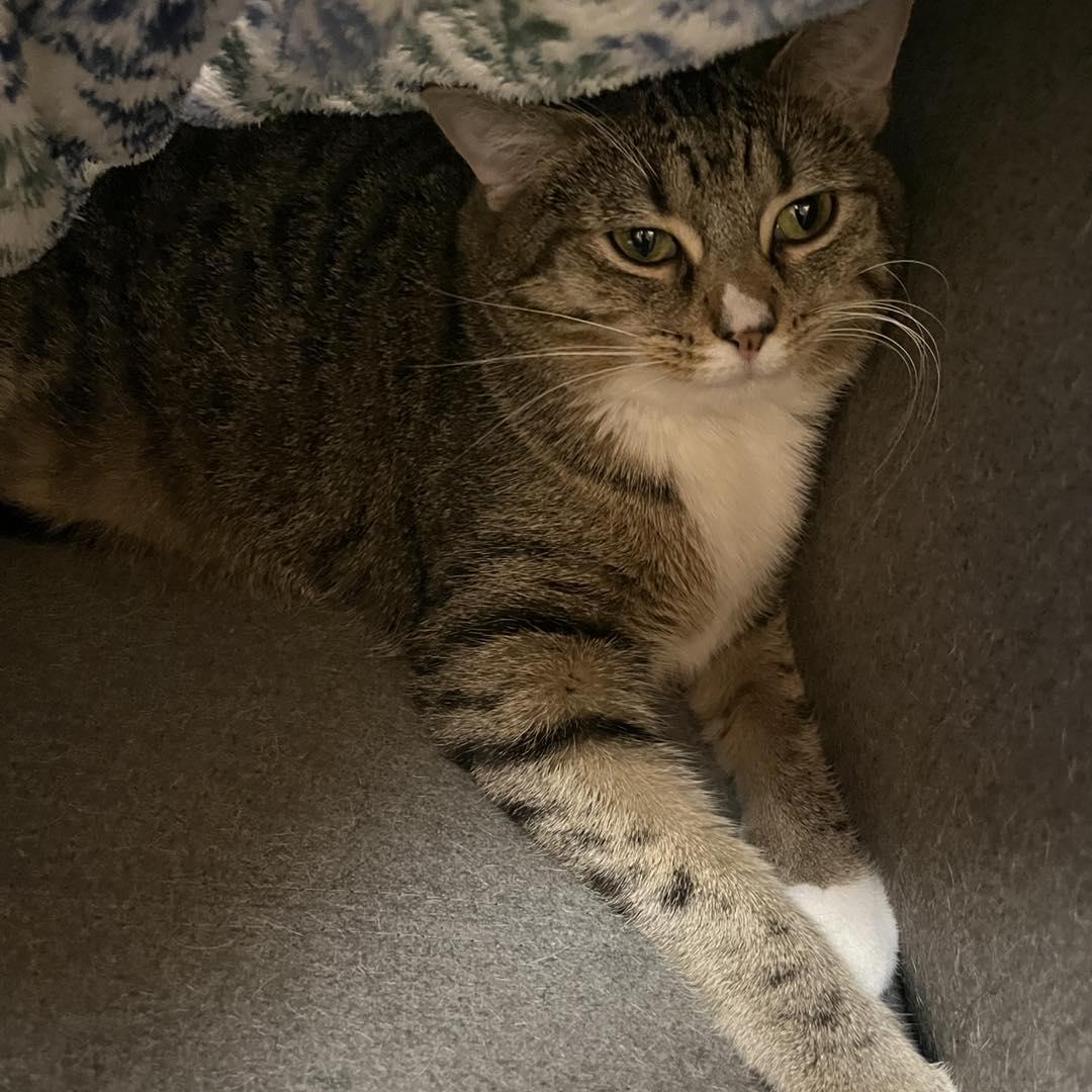Shishito, Adopted, Adult Female Tabby.