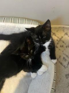 Enlarge Libby and Wes, a ADOPTABLE Domestic Short Hair in Danville, IL image 2/2