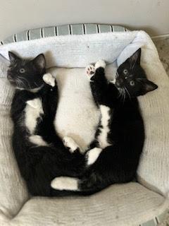 Libby and Wes, ADOPTABLE, Kitten Male Domestic Short Hair.