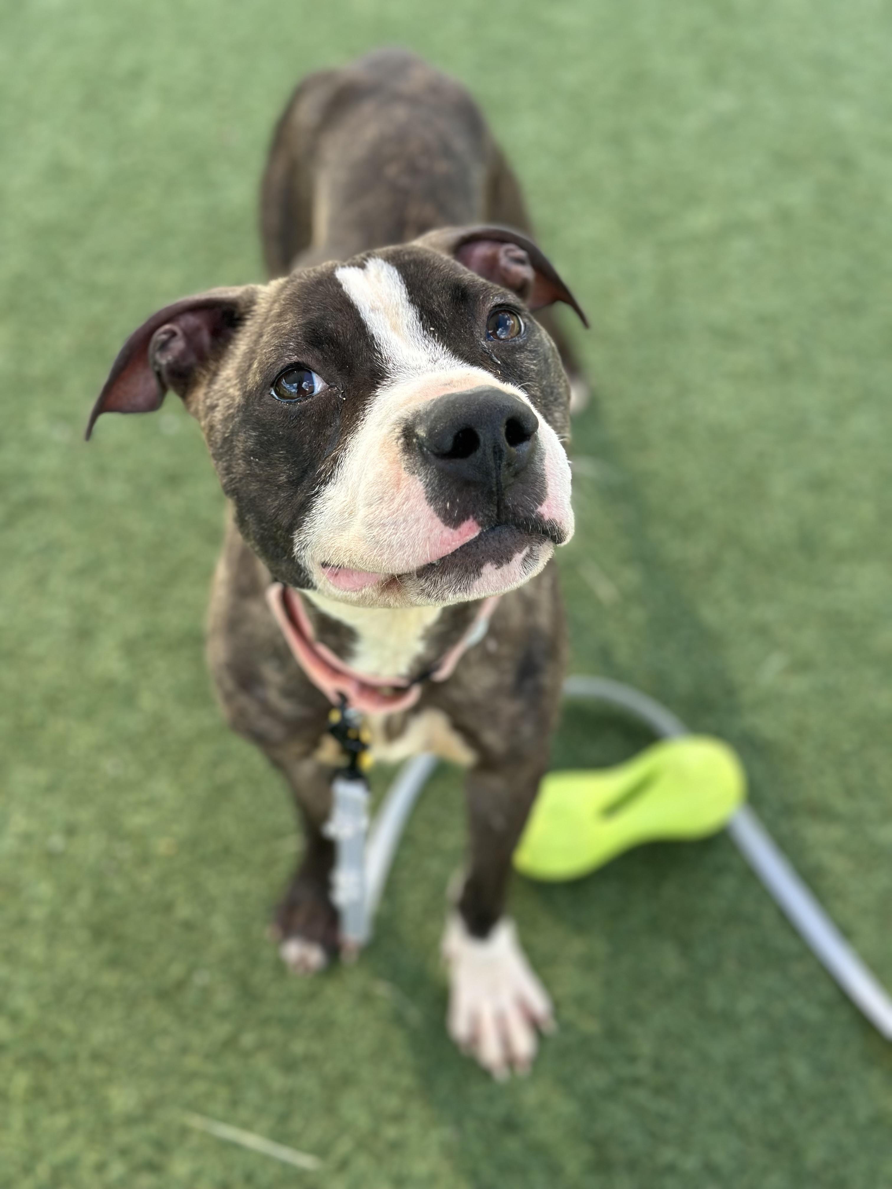 Zola