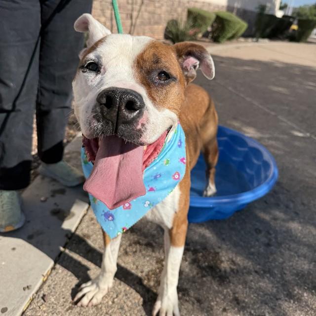 SPENCER, Adoptable, Adult Male Pit Bull Terrier.