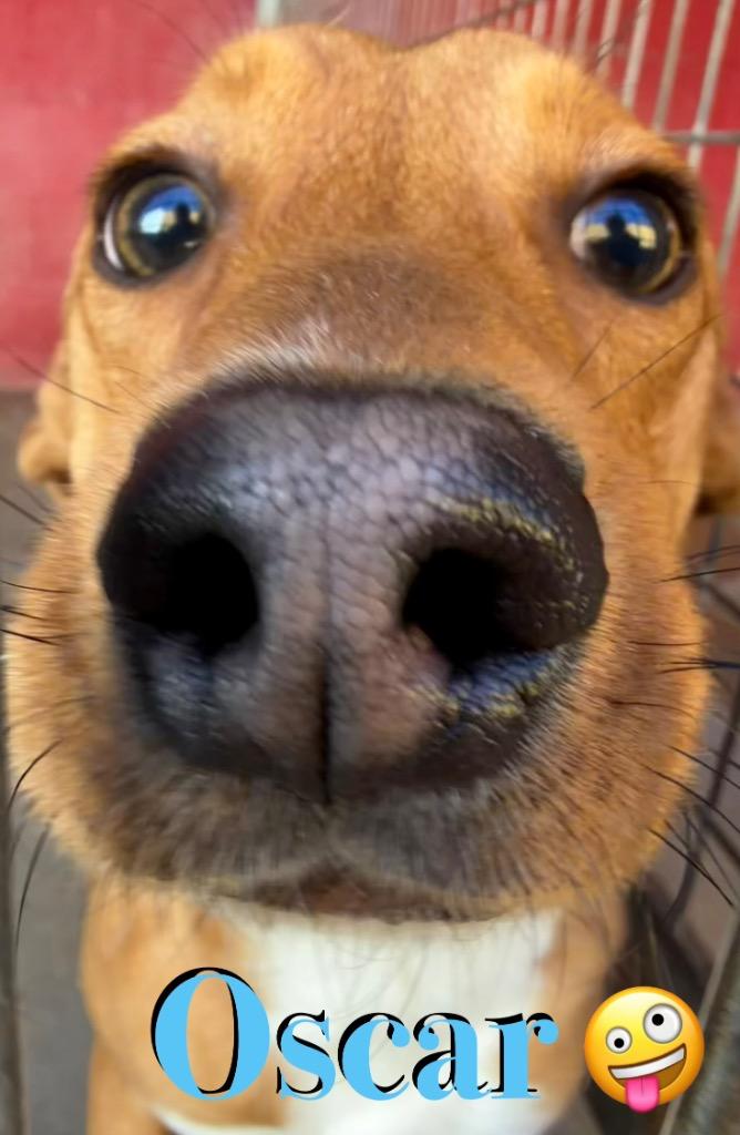 Oscar, a Adoptable Hound in Ada, OK image 1/3