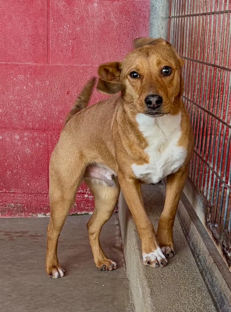 Oscar, a Adoptable Hound in Ada, OK image 2/3