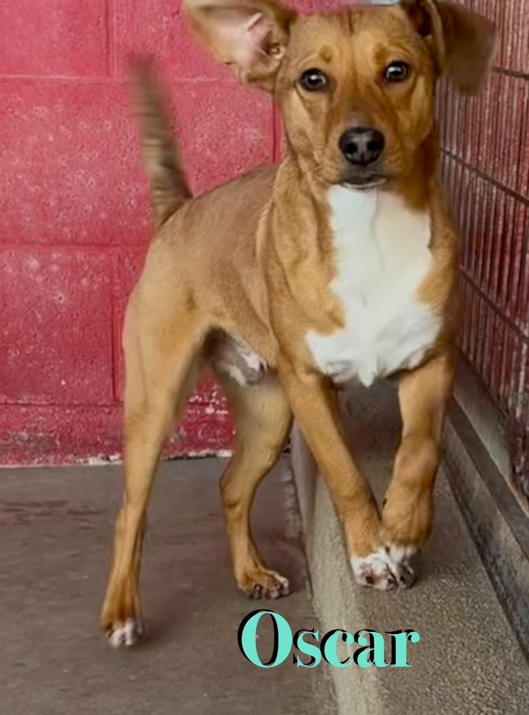 Oscar, a Adoptable Hound in Ada, OK image 3/3