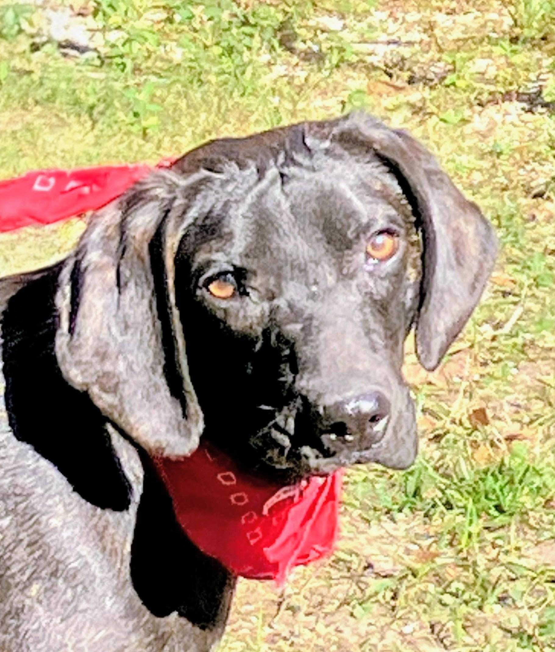 Jett - Foster Needed!, Adoptable, Young Male Labrador Retriever & Hound.