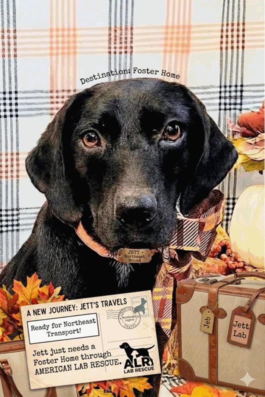 Enlarge Jett , an adoption pending mixed breed in Willington, CT image 1/6