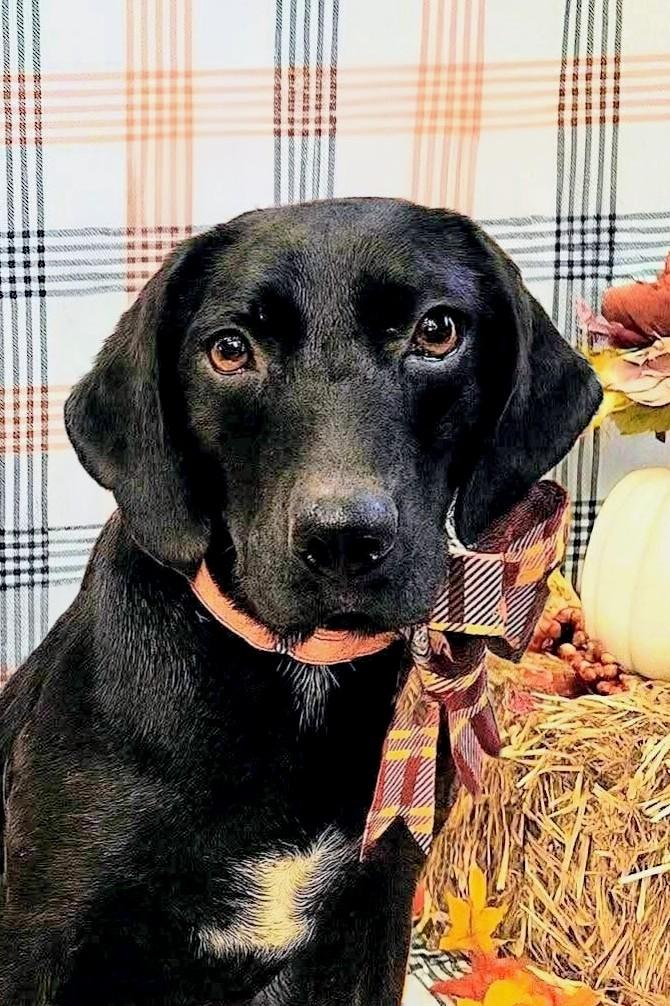 Jethro, a Adoptable mixed breed in Willington, CT image 2/6