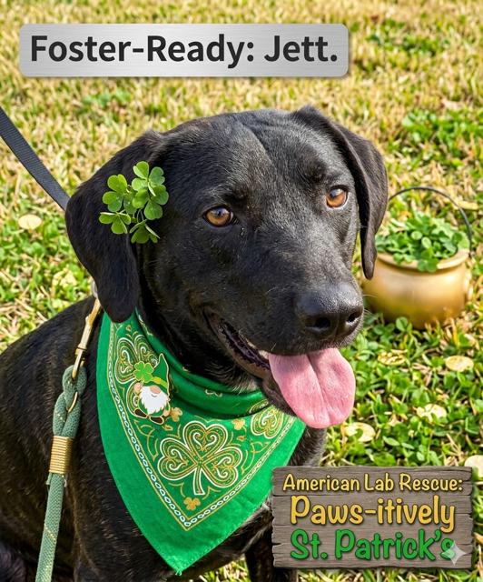 Enlarge Jett , an adoption pending mixed breed in Willington, CT image 2/6