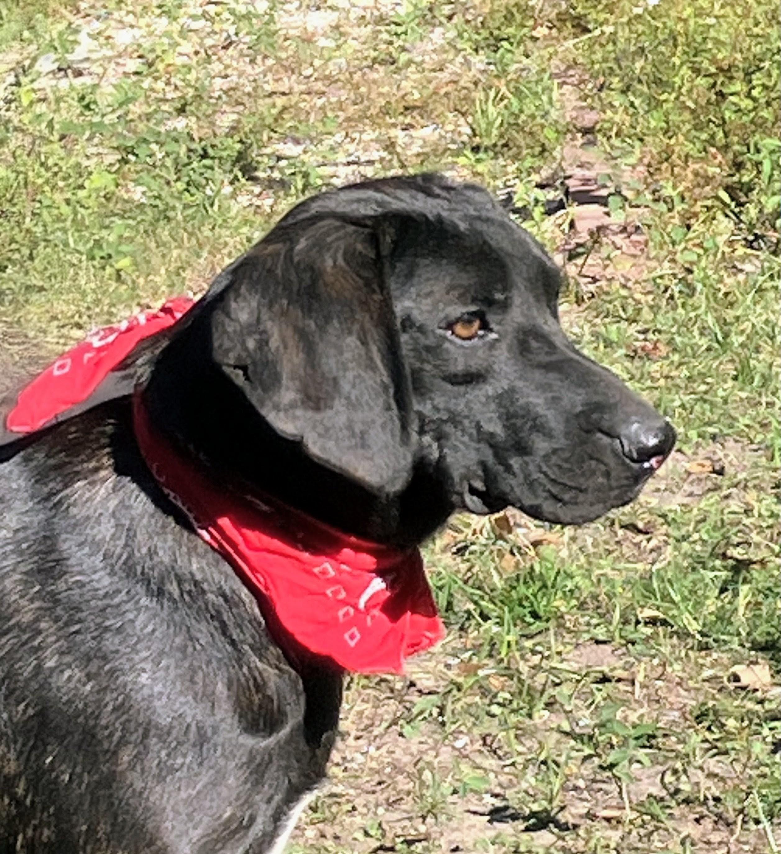 Jethro, a Adoptable mixed breed in Willington, CT image 5/6