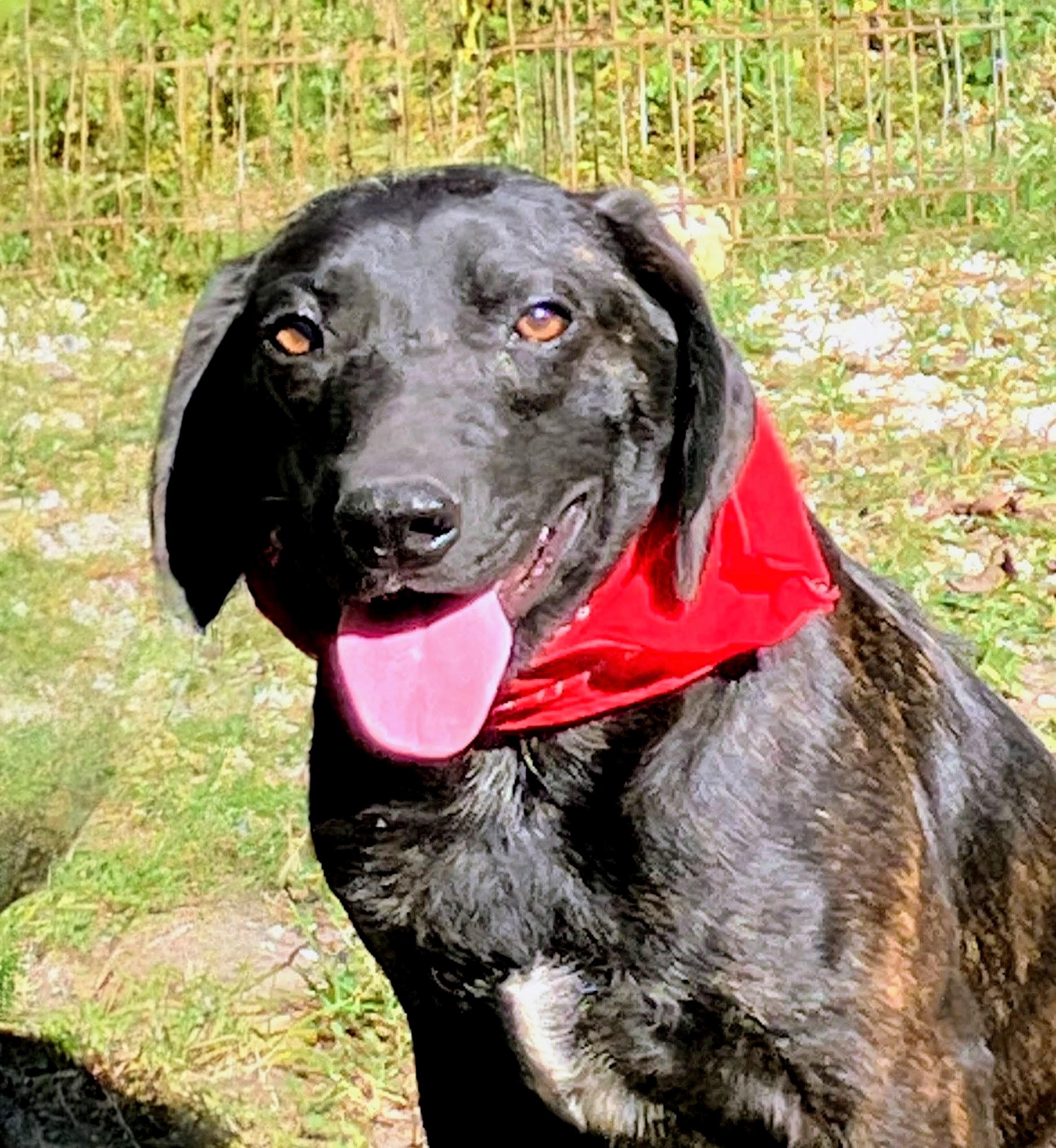 Jett, Adoptable, Young Male Labrador Retriever & Hound.