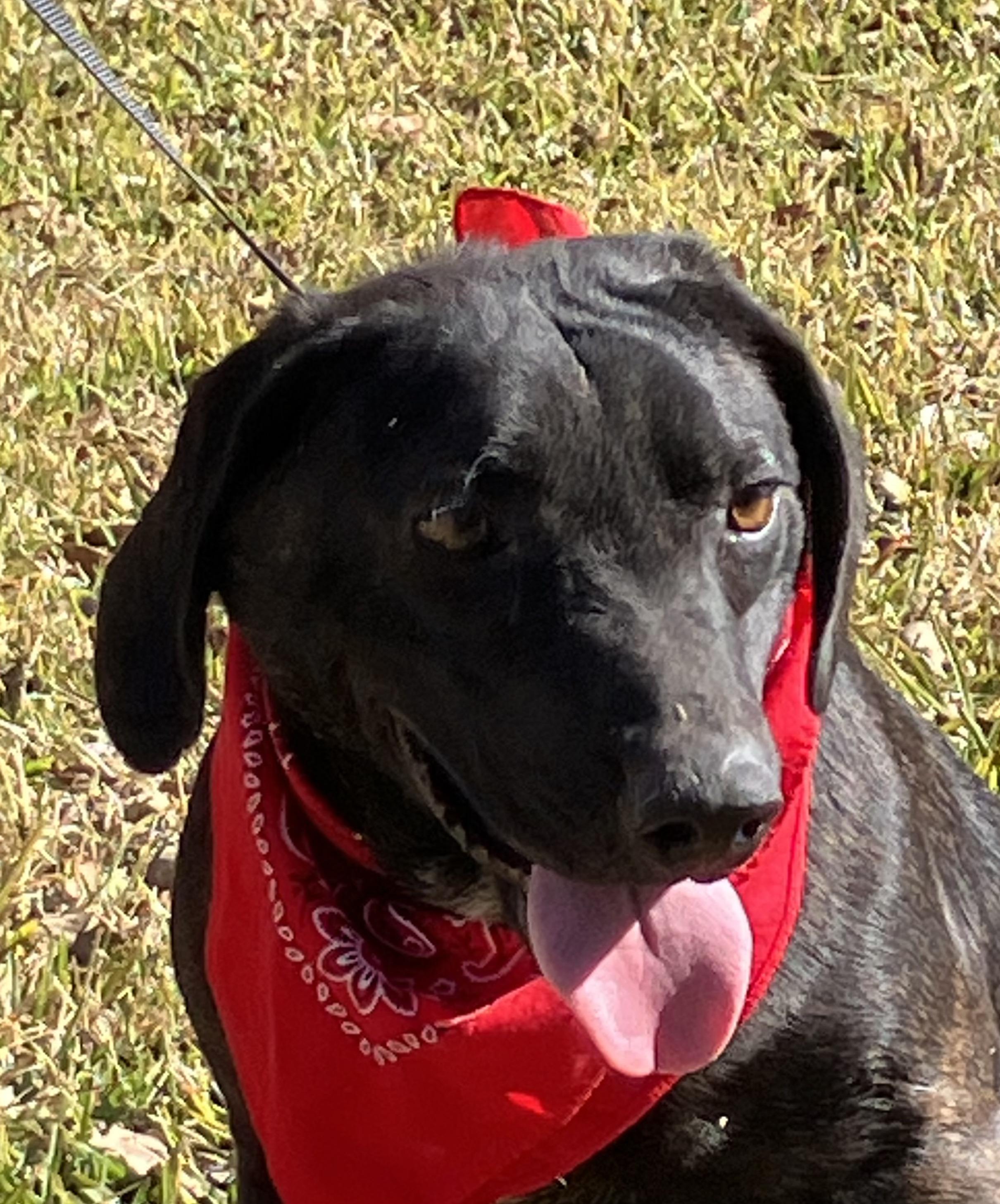 Enlarge Jett , an adoption pending mixed breed in Willington, CT image 4/6