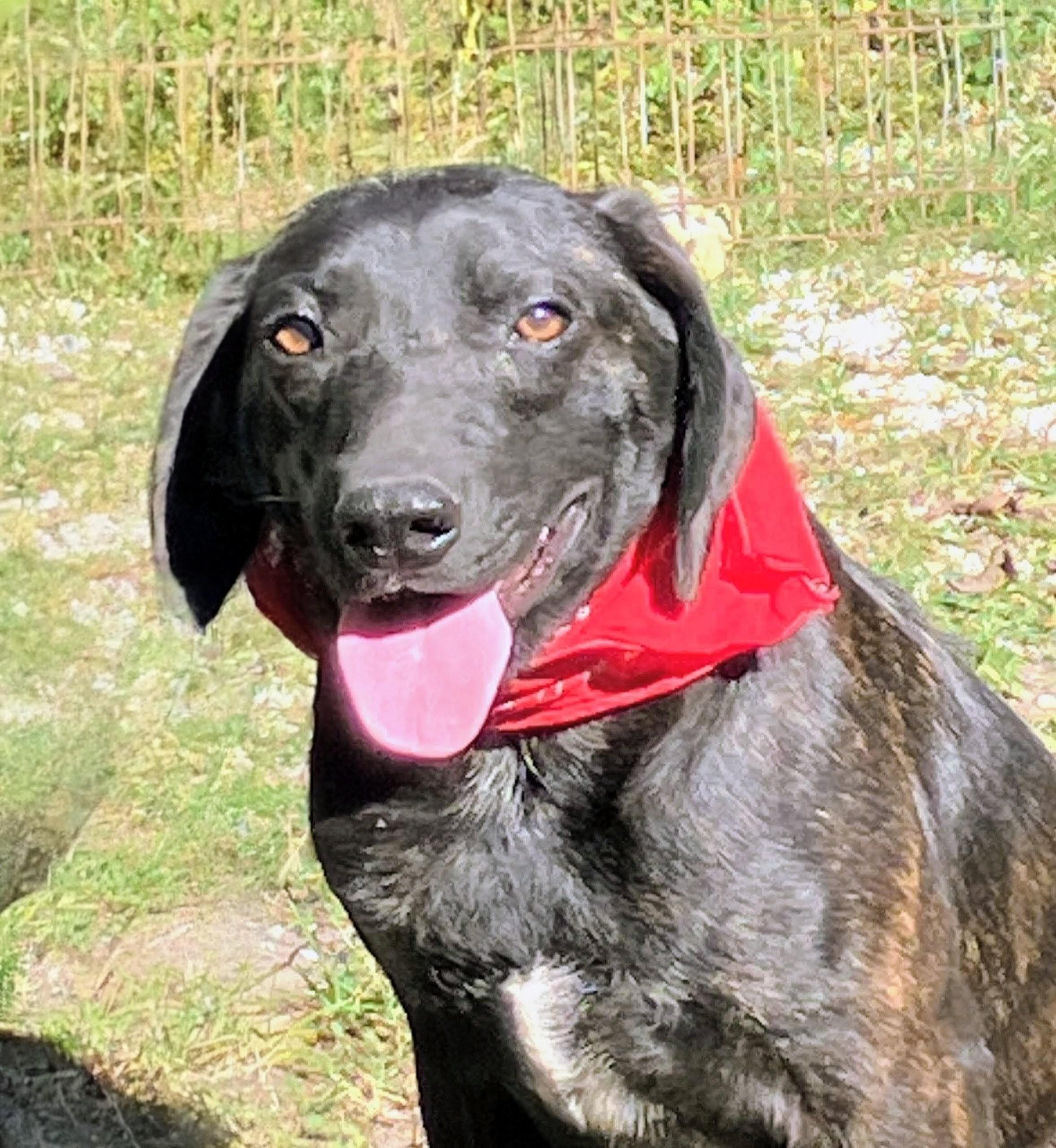 Jethro, a Adoptable mixed breed in Willington, CT image 4/6