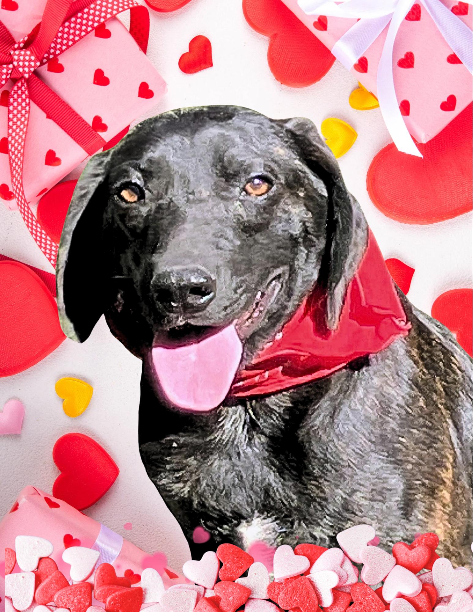 Jett - Foster Needed for January 24th Transport!, Adoptable, Young Male Labrador Retriever & Hound.