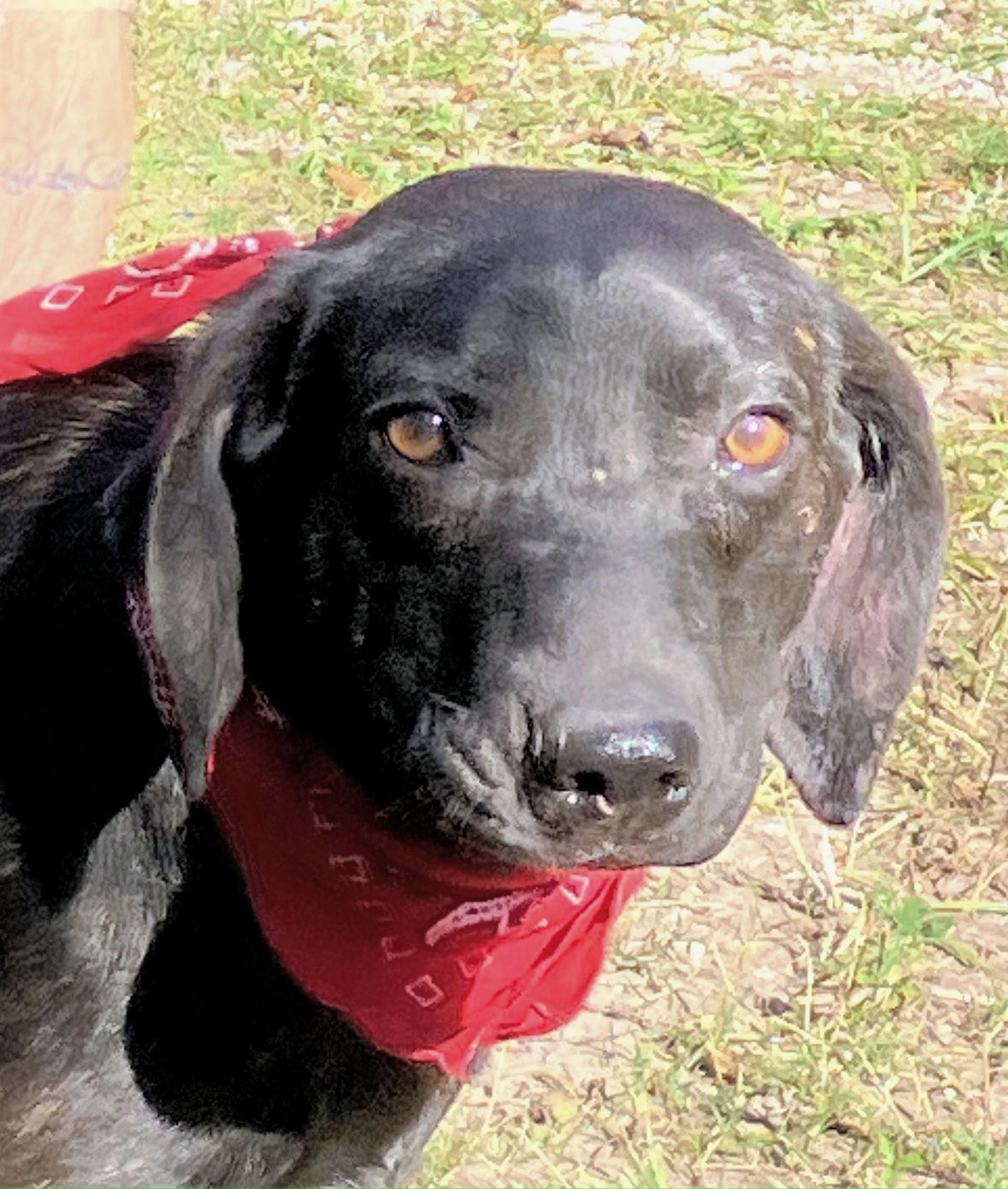 Enlarge Jett, a Adoptable mixed breed in Willington, CT image 5/6