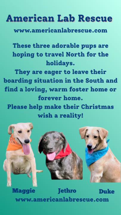 Enlarge Jett, a Adoptable mixed breed in Willington, CT video 4/6