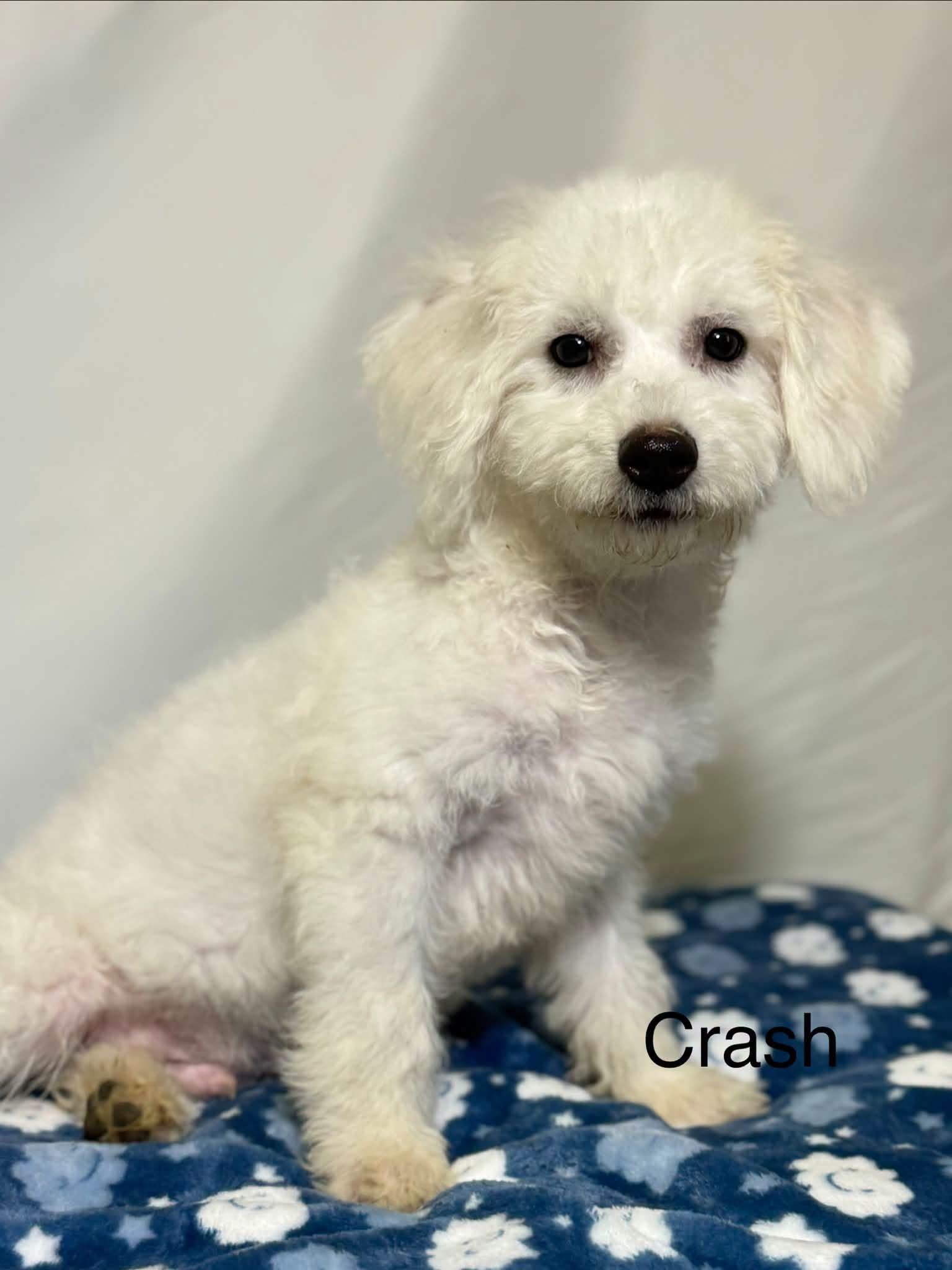Crash, Adopted, Puppy Male Cavachon.