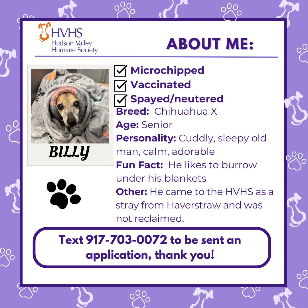 Enlarge BILLY , a ADOPTABLE mixed breed in Pomona, NY image 2/2