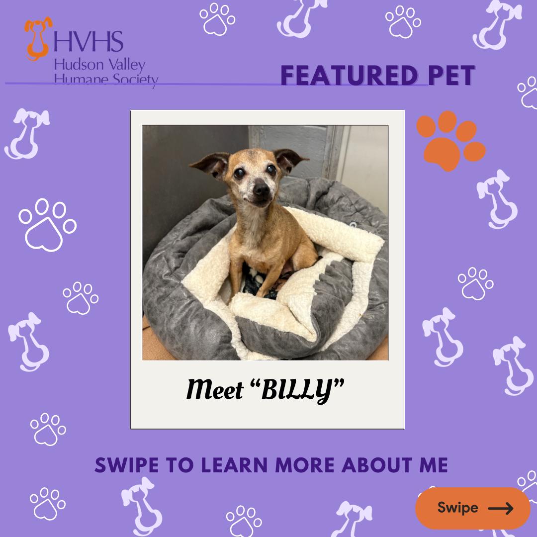 Enlarge BILLY , a ADOPTABLE mixed breed in Pomona, NY image 1/2
