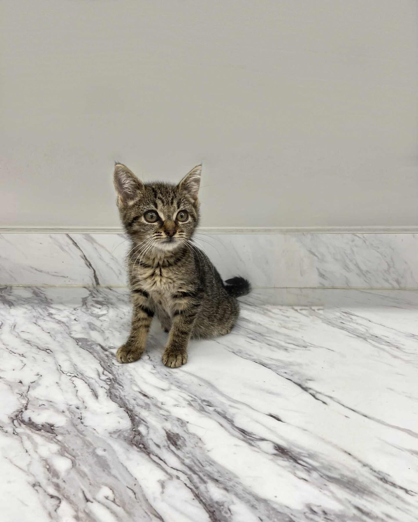 Clove, Baby Female unknown