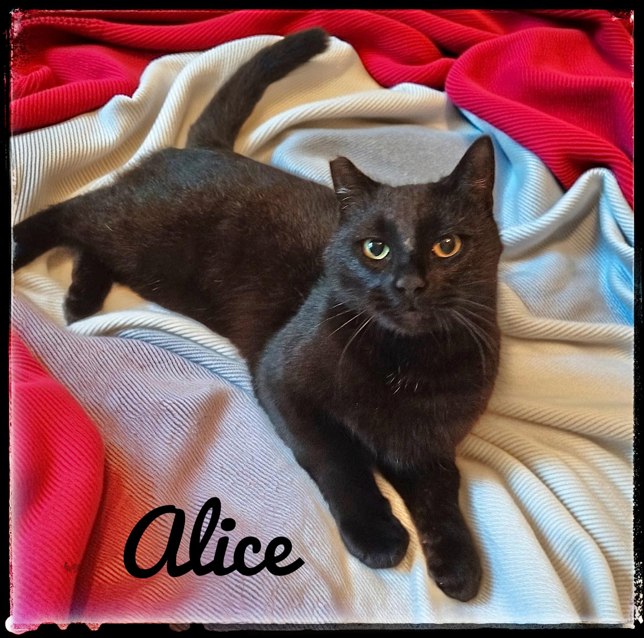 Alice, Adoptable, Adult Female Domestic Short Hair.