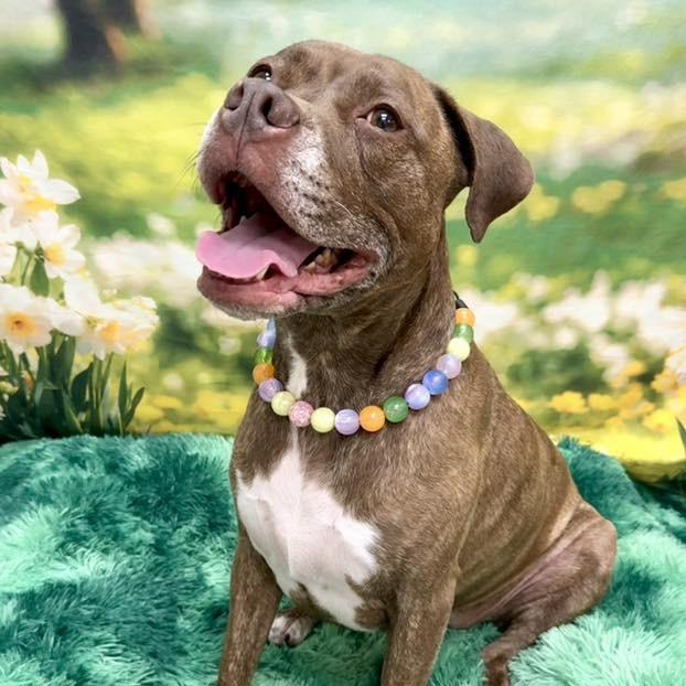 Hazel, a Adoptable Pit Bull Terrier in Wichita, KS image 1/5