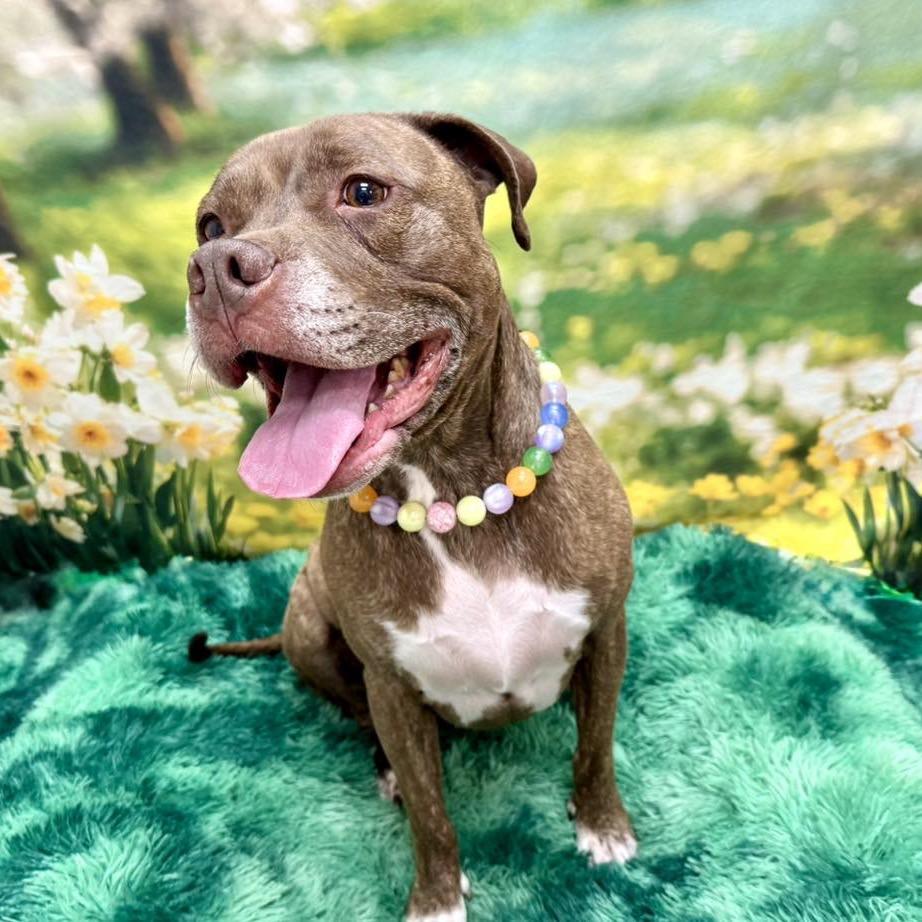 Hazel, a Adoptable Pit Bull Terrier in Wichita, KS image 2/5