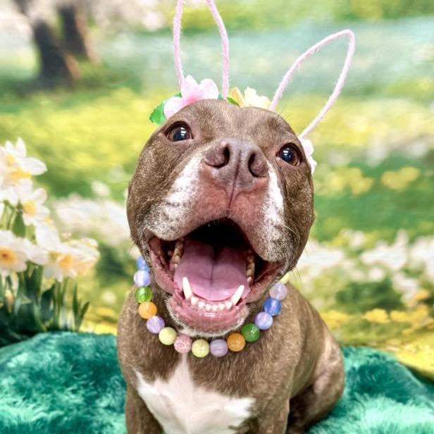 Hazel, a Adoptable Pit Bull Terrier in Wichita, KS image 3/5