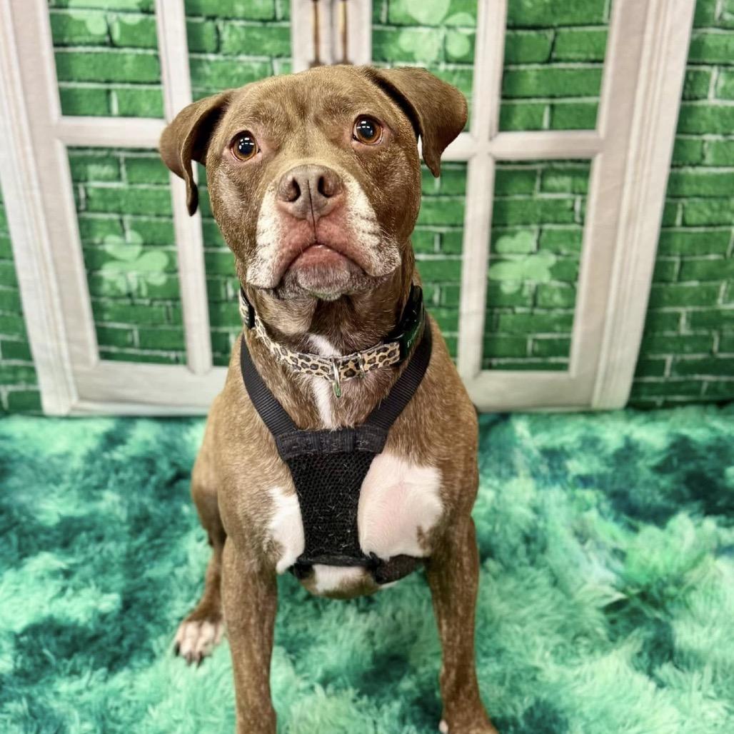 Hazel, a Adoptable Pit Bull Terrier in Wichita, KS image 4/5