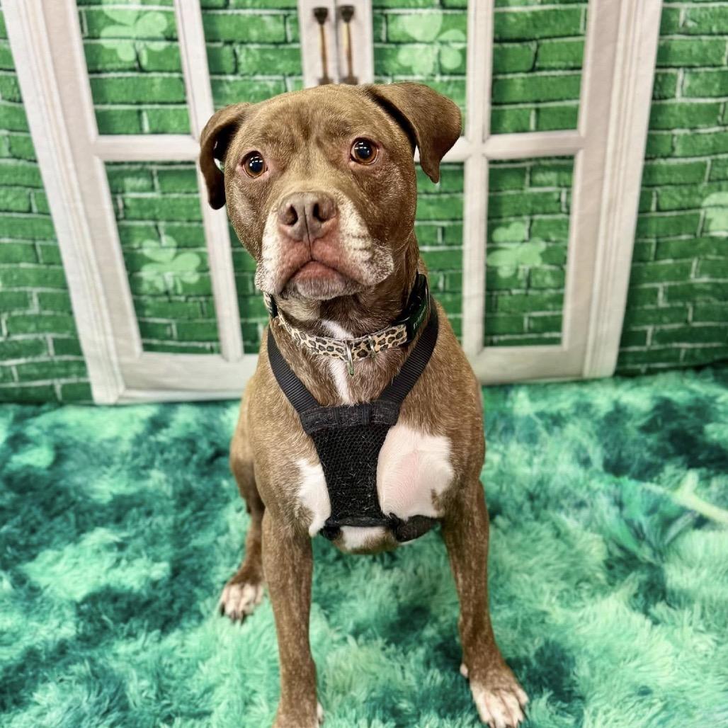 Hazel, a Adoptable Pit Bull Terrier in Wichita, KS image 5/5