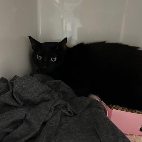 Enlarge Harlow, a Adoptable Domestic Short Hair in Margate, FL image 2/2