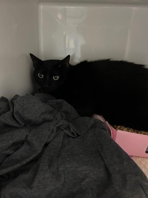 Enlarge Harlow, an adoptable Domestic Short Hair in Margate, FL image 2/2