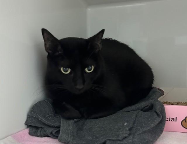 Enlarge Harlow, an adoptable Domestic Short Hair in Margate, FL image 1/2