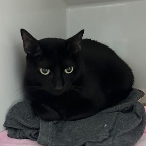 Enlarge Harlow, a Adoptable Domestic Short Hair in Margate, FL image 1/2