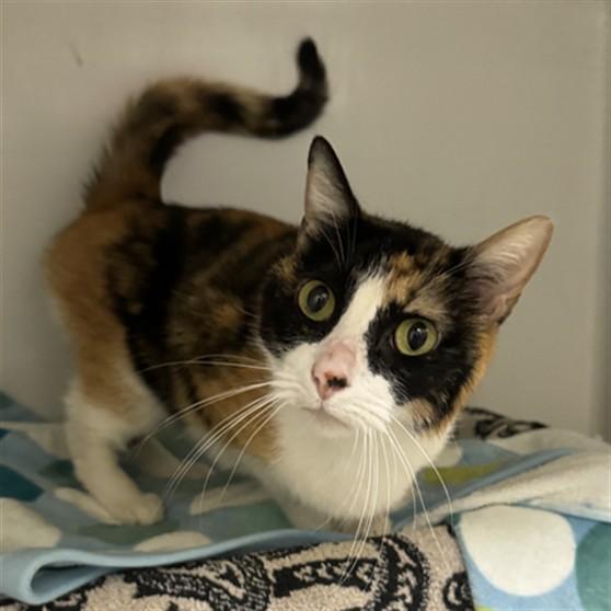 AMETHYST, Adoptable, Adult Female Domestic Short Hair.