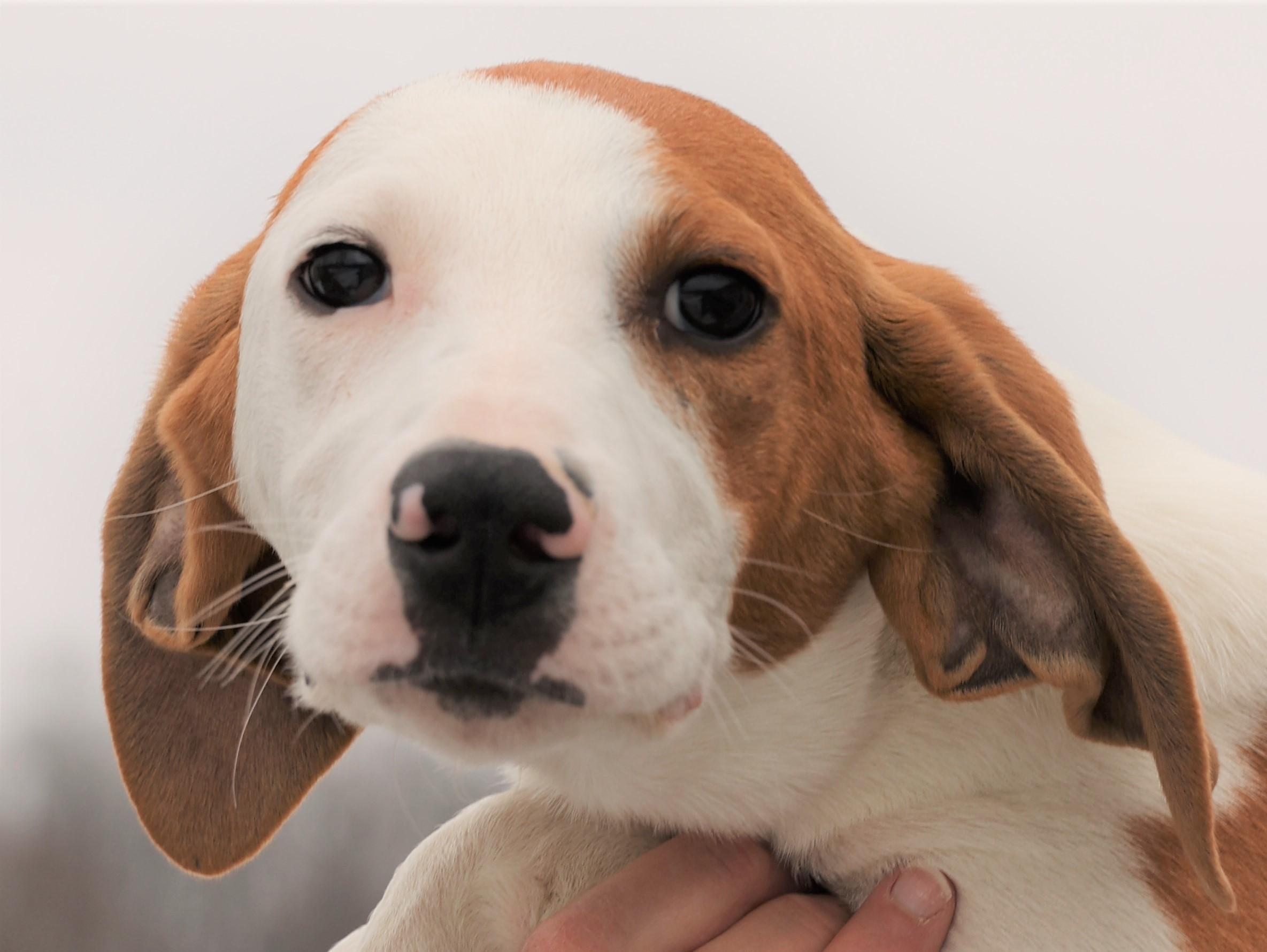 Hunter-Available 2/21@Petsmart! www.lhar.dog to apply! , adoptable, Puppy Male Hound.