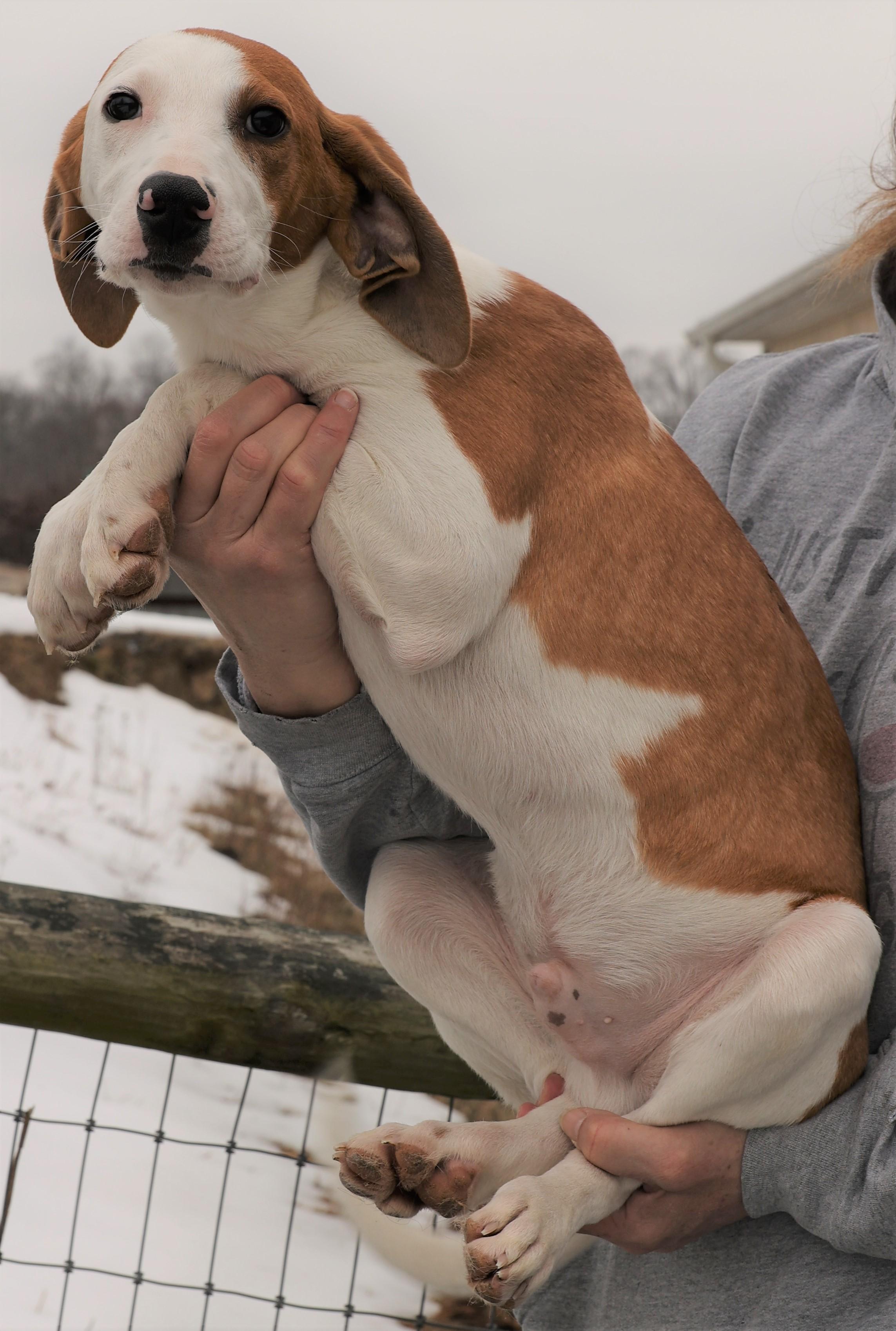 Hunter-Available! www.lhar.dog to apply! , an adoptable mixed breed in Frederick, MD image 5/5