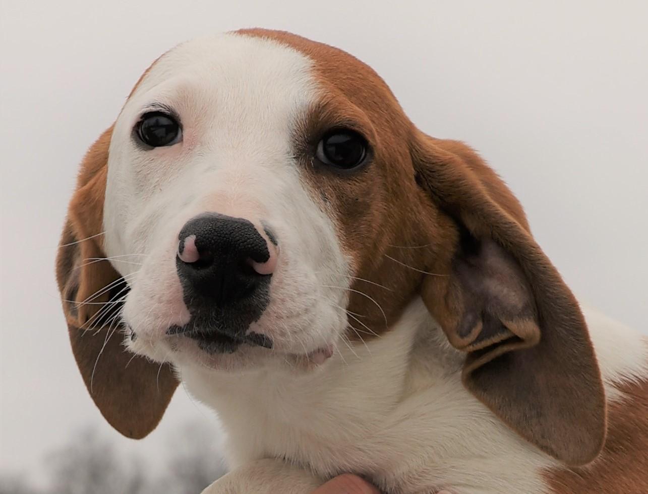 Hunter-Available! www.lhar.dog to apply! , an adoptable mixed breed in Frederick, MD image 2/5