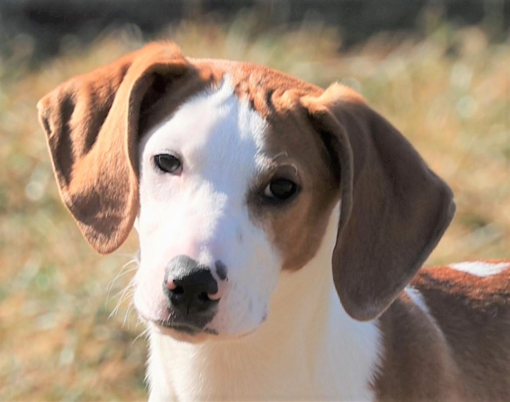 Enlarge Hunter-Available 3/1@Petsmart! www.lhar.dog to apply! , an adoptable mixed breed in Frederick, MD image 1/6