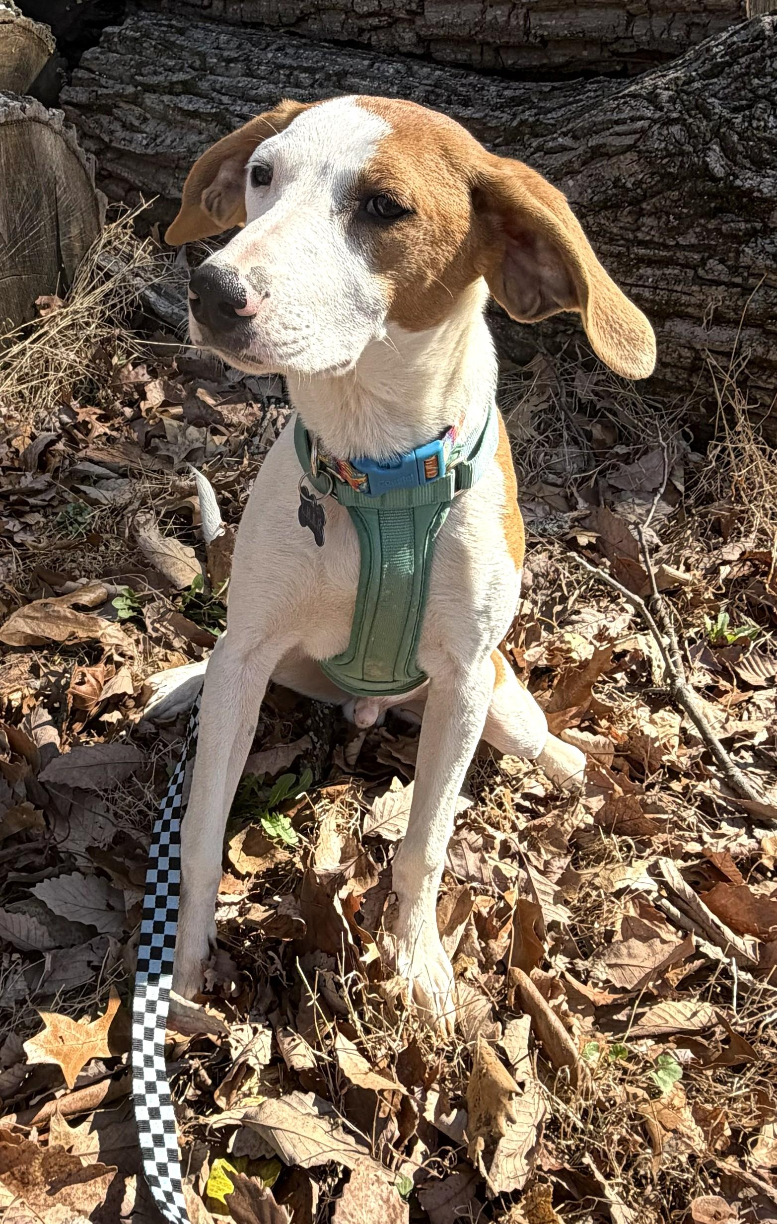 Enlarge Hunter-Pending! , an adoptable mixed breed in Frederick, MD image 6/6