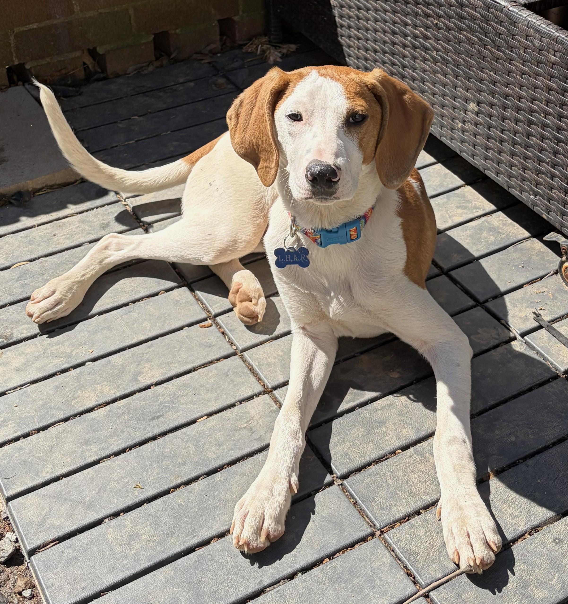 Hunter-Pending! , adoptable, Puppy Male Hound.