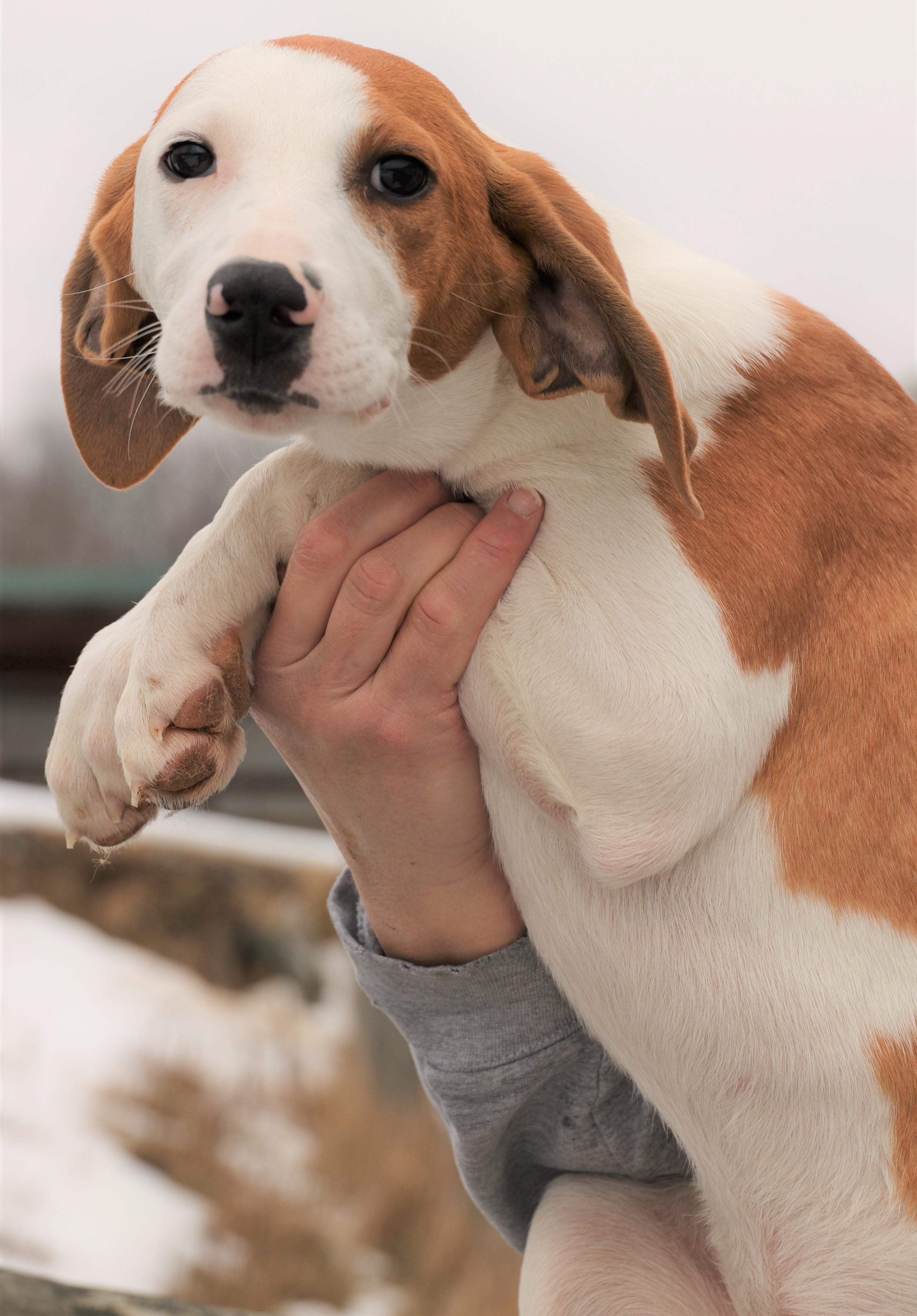 Hunter-Available! www.lhar.dog to apply! , an adoptable mixed breed in Frederick, MD image 3/5