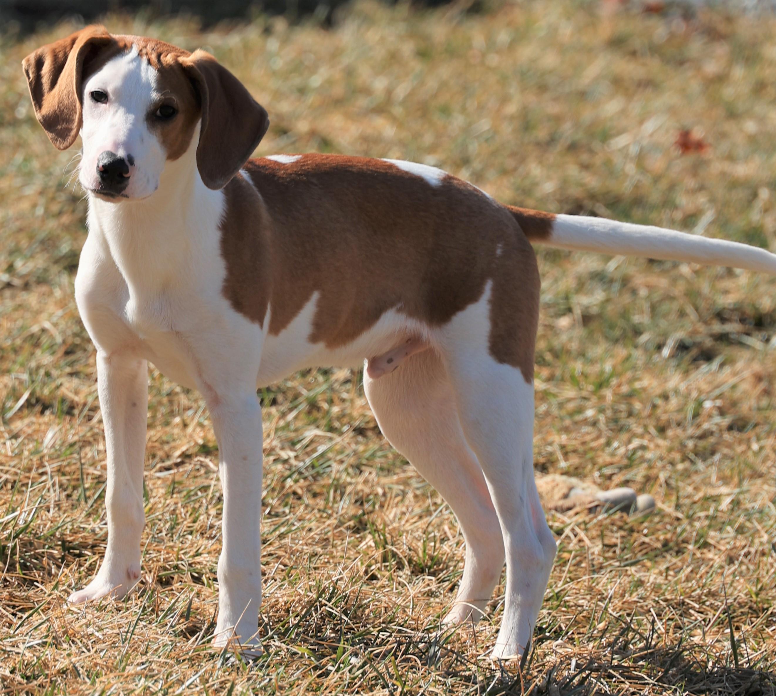 Enlarge Hunter-Available 3/1@Petsmart! www.lhar.dog to apply! , an adoptable mixed breed in Frederick, MD image 2/6