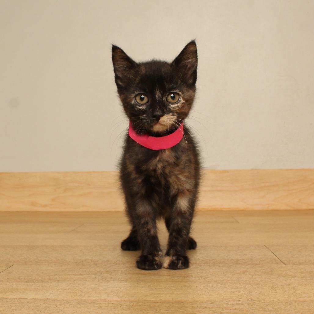 Enlarge Strudel C71371, a Adoptable Domestic Short Hair in Minnetonka, MN image 1/6