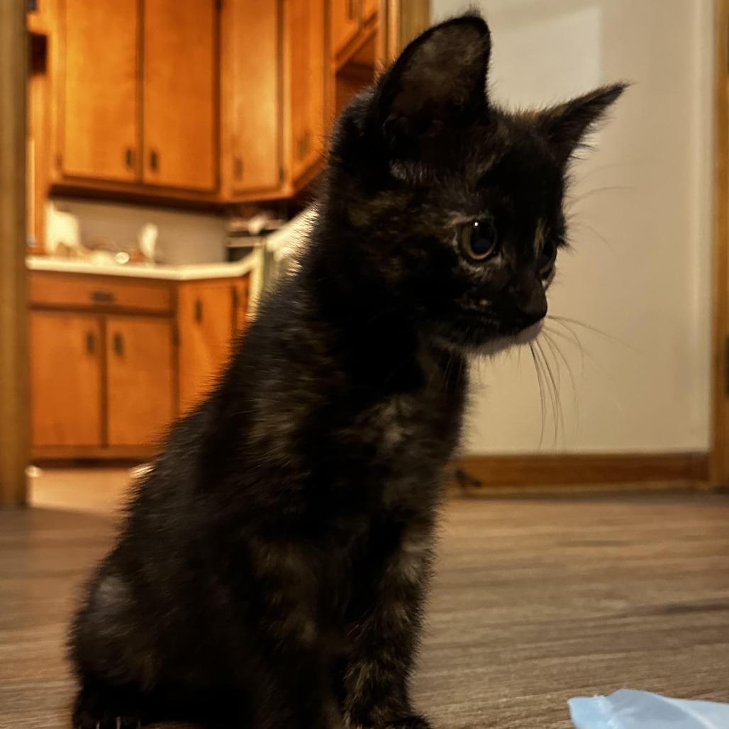 Enlarge Strudel C71371, a Adoptable Domestic Short Hair in Minnetonka, MN image 2/6