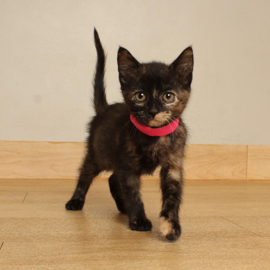 Enlarge Strudel C71371, a Adoptable Domestic Short Hair in Minnetonka, MN image 3/6