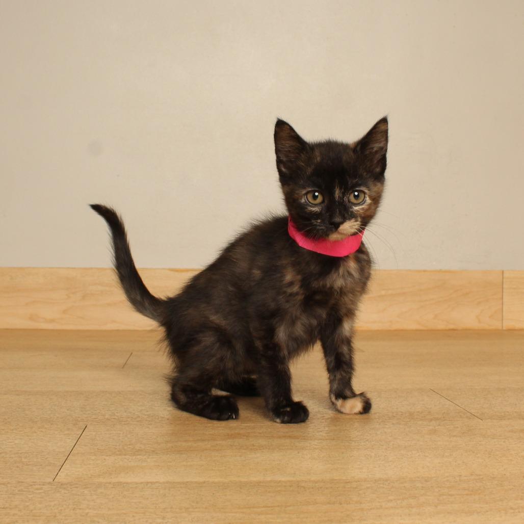 Enlarge Strudel C71371, a Adoptable Domestic Short Hair in Minnetonka, MN image 4/6