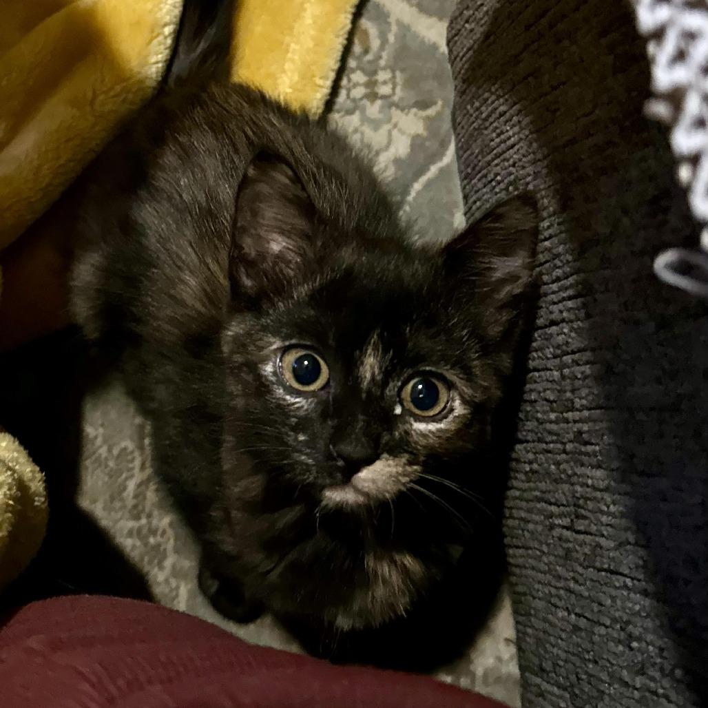 Enlarge Strudel C71371, a Adoptable Domestic Short Hair in Minnetonka, MN image 5/6