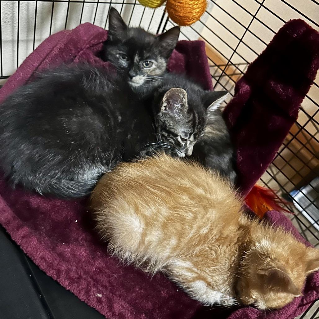 Enlarge Strudel C71371, a Adoptable Domestic Short Hair in Minnetonka, MN image 6/6